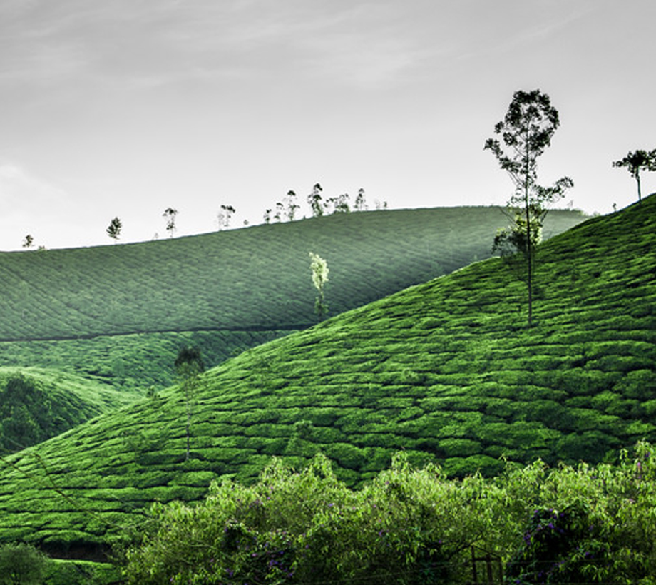 munnar taxi club